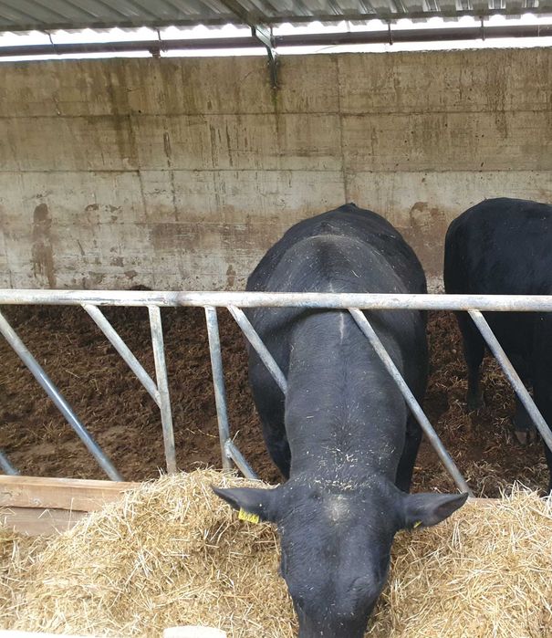 Vand taur Angus negru, 4 ani