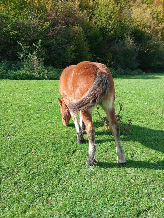 Manz, cal de vanzare