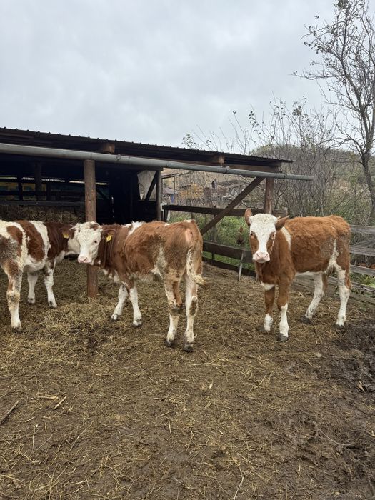 Vand 3 vitele bune din mame bune