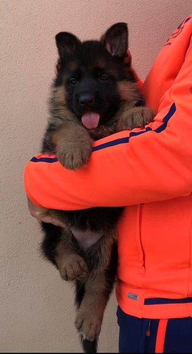 Femela ciobanesc german cu pedigree top