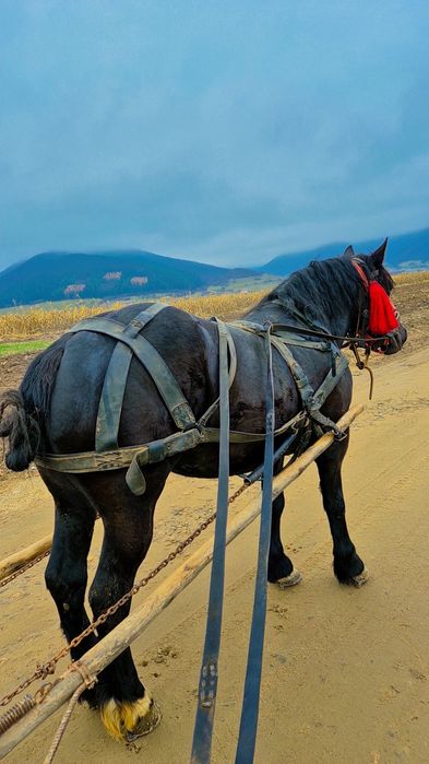 Iapa neagra de vanzare, schimb și cu vitei