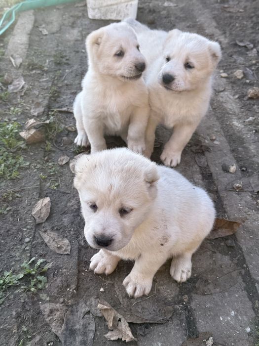 Страхотни кутрета Сао алабай