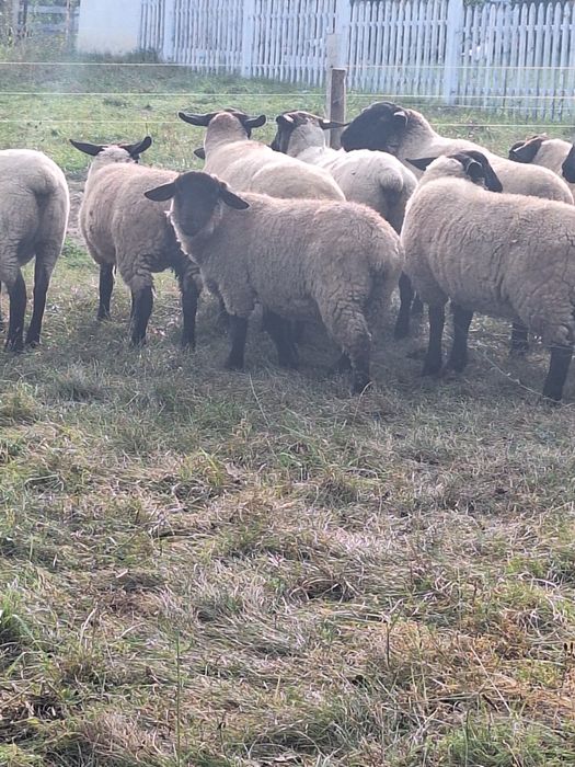 Vamd doi berbecuți Suffolk irlandez