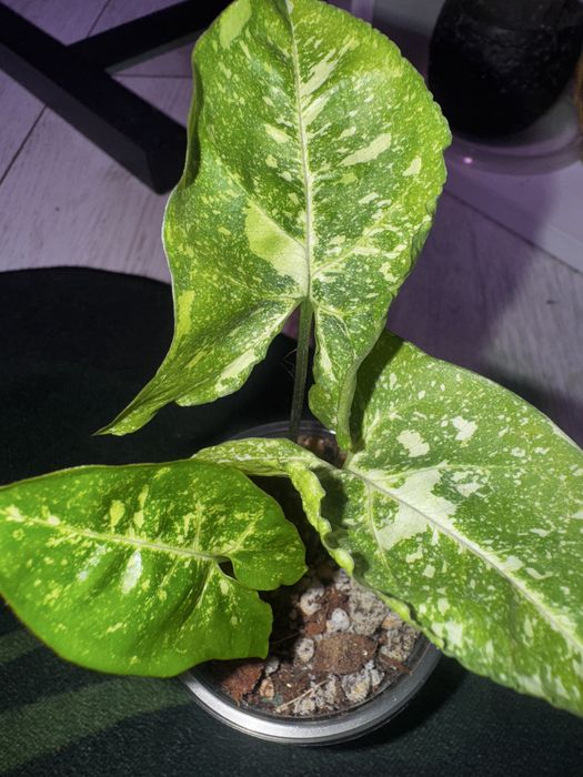 Сингониум панда .