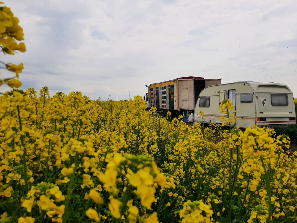 Miere Salcâm/Tei/Polifloră/Rapiță