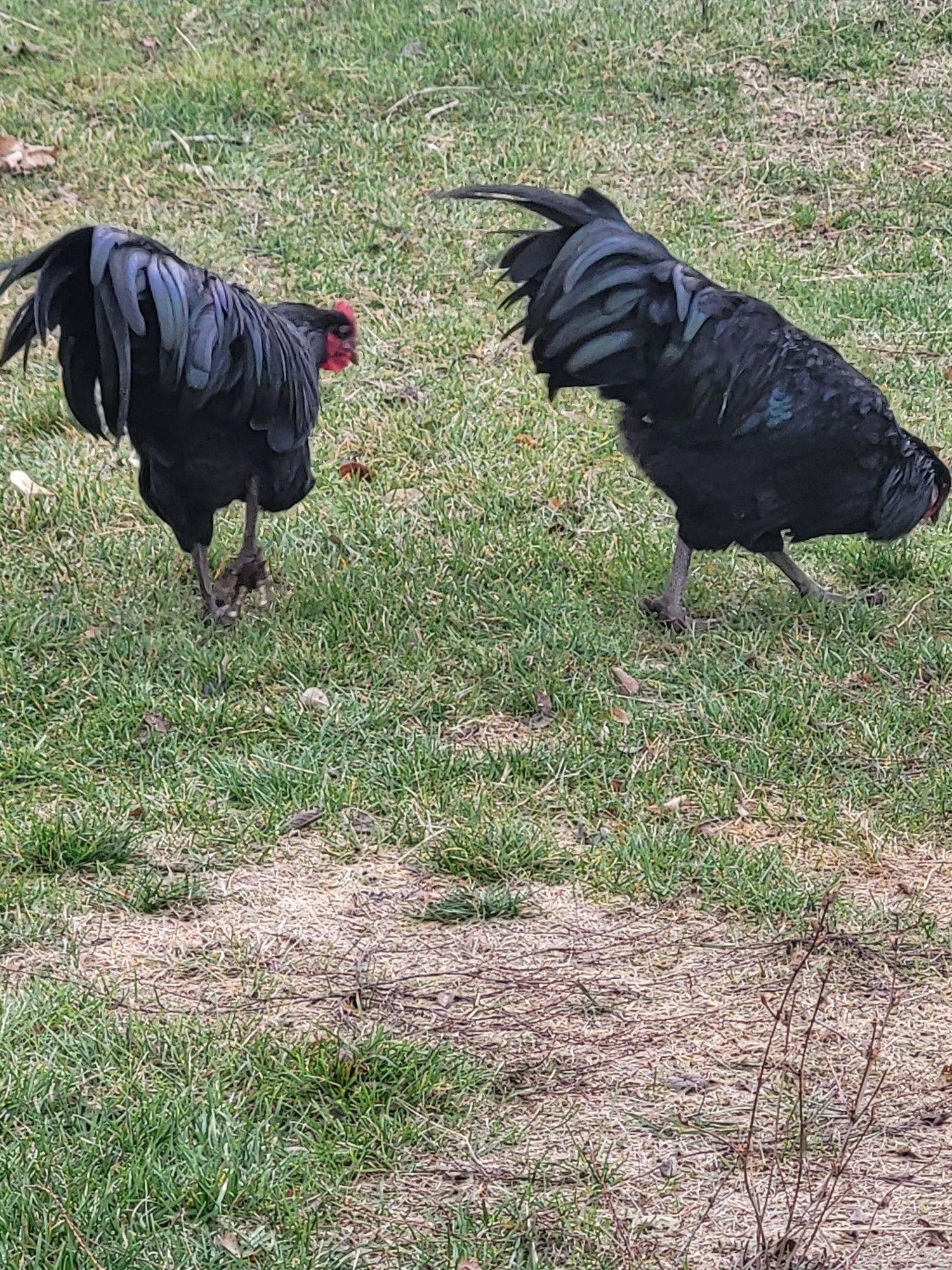 Cocosi australorp