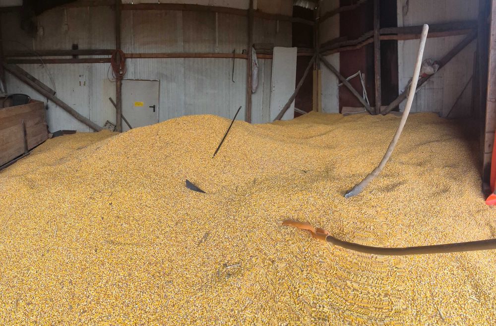 Porumb boabe dentat rosu 2025