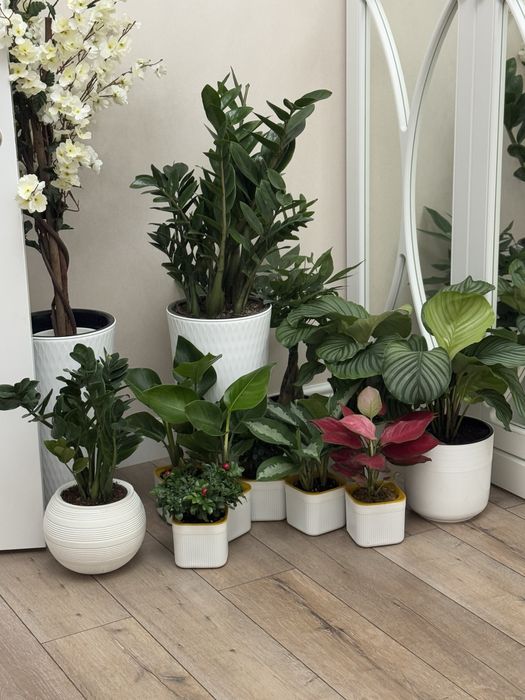 Цветущиеся комнатные цветы. Insta: Sabina_flowers01