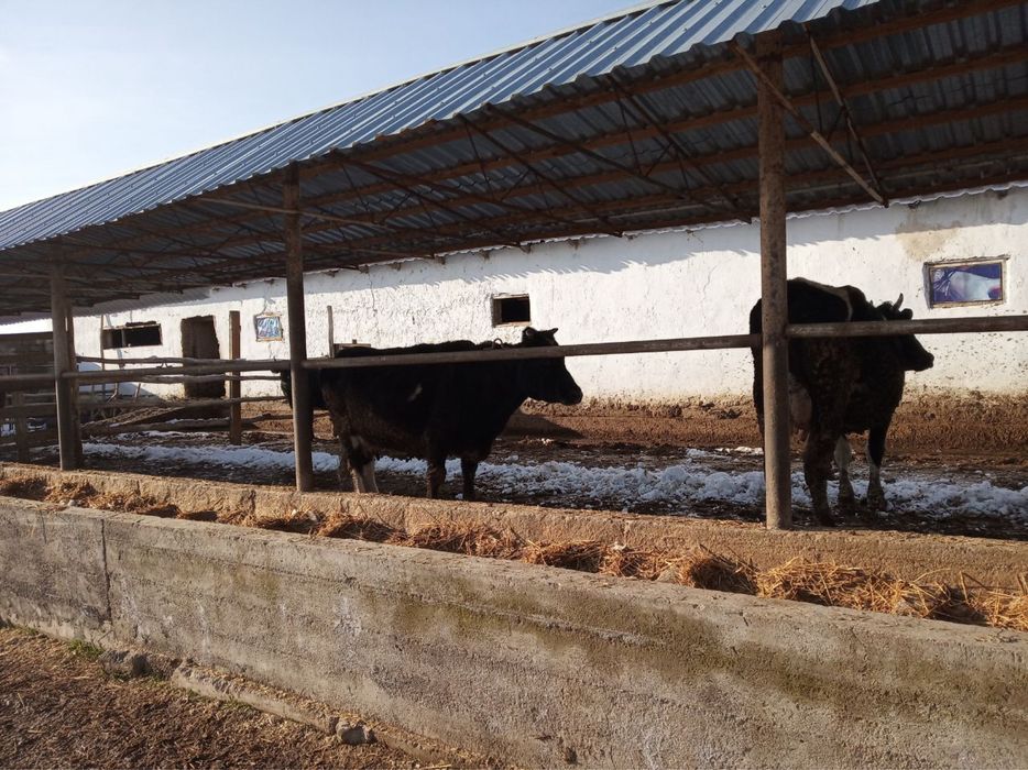 Ферма сотилади Кумушконда