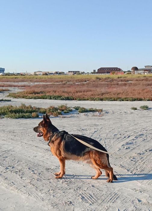 Продается Щенки! НО