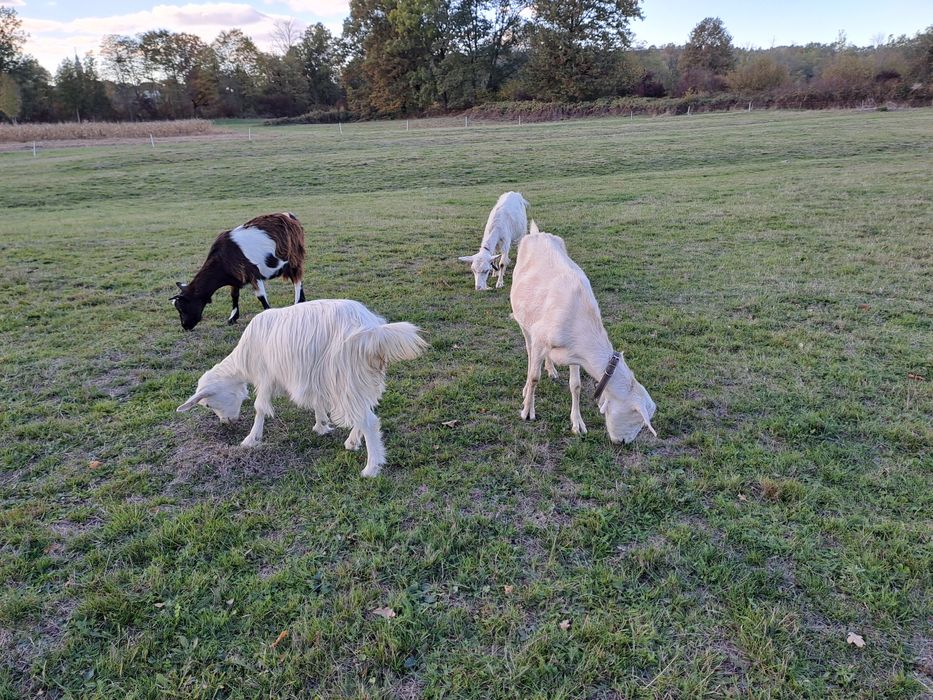 Vând 4 capre tinere, gestante