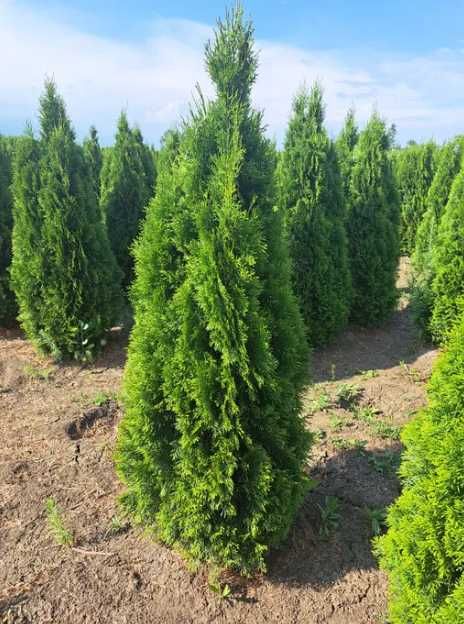 Plante Ornamentale Oriunde in tara!