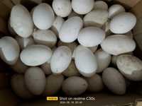 Продам свежие домашние инкубационные гусиные яйца  по 800 тг за шт