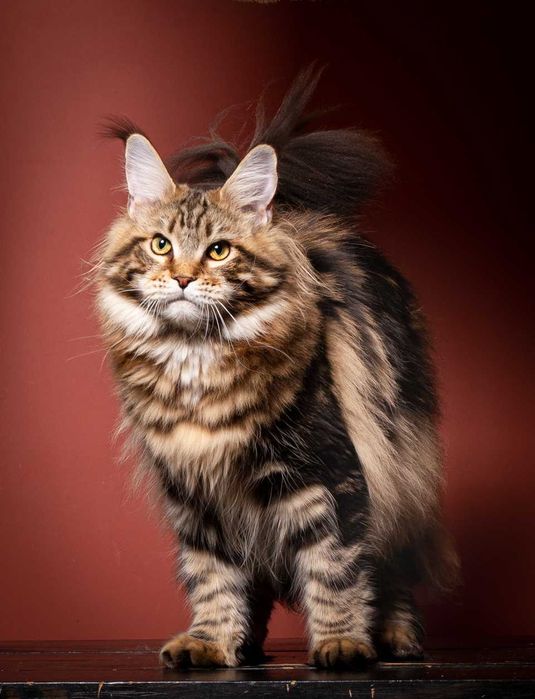 Кошка Mainemarie Garnacha в качестве самой лучшей кошки в мире