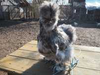 Oua incubat, gaini matase japoneza si cochin pitic frizat si bobtail