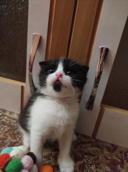 Мушуклар срочно сотилади