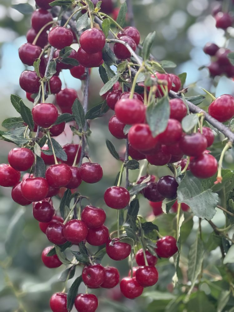 Продам вишню сладкая спелая