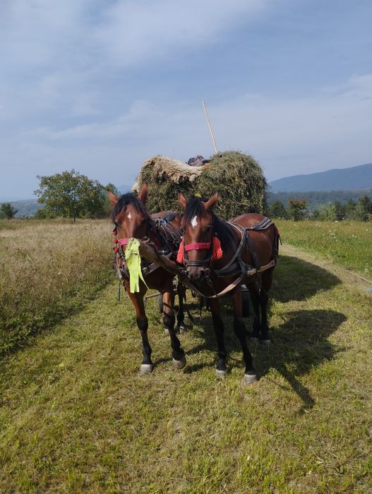 Iepe  de  vanzare