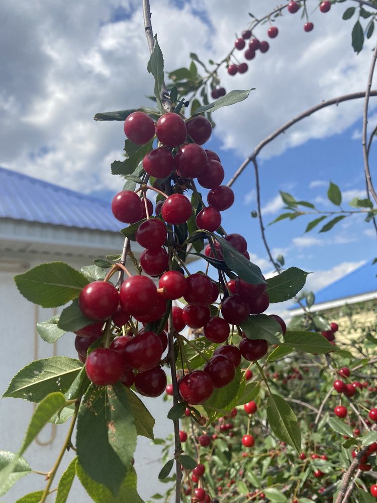 Продам дачную вишню
