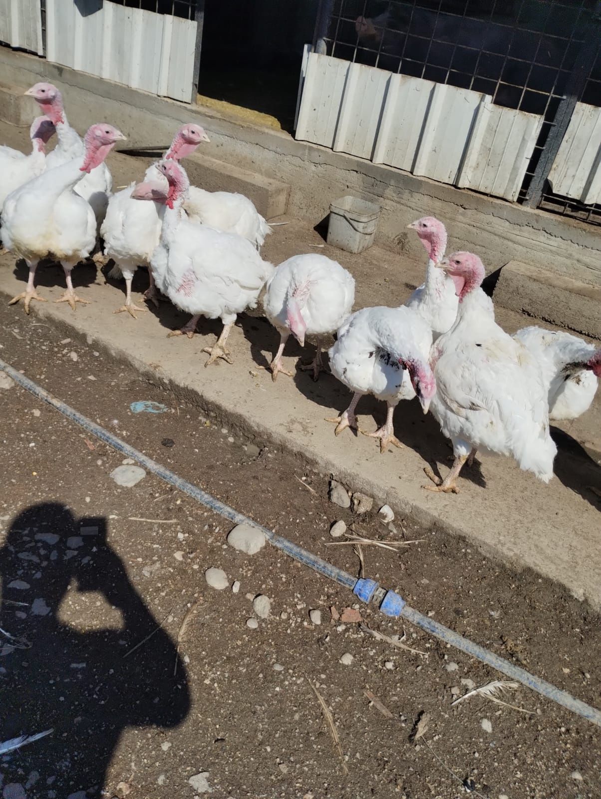 Curci crescute în gospodărie
