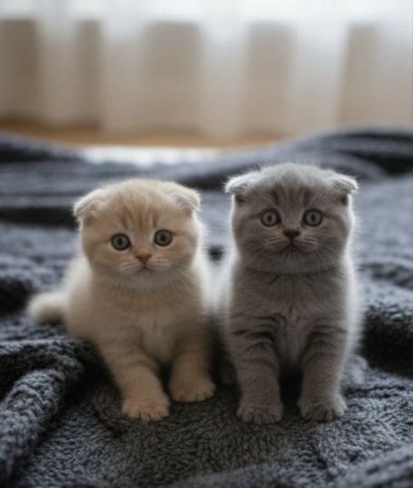 Шотландские котята