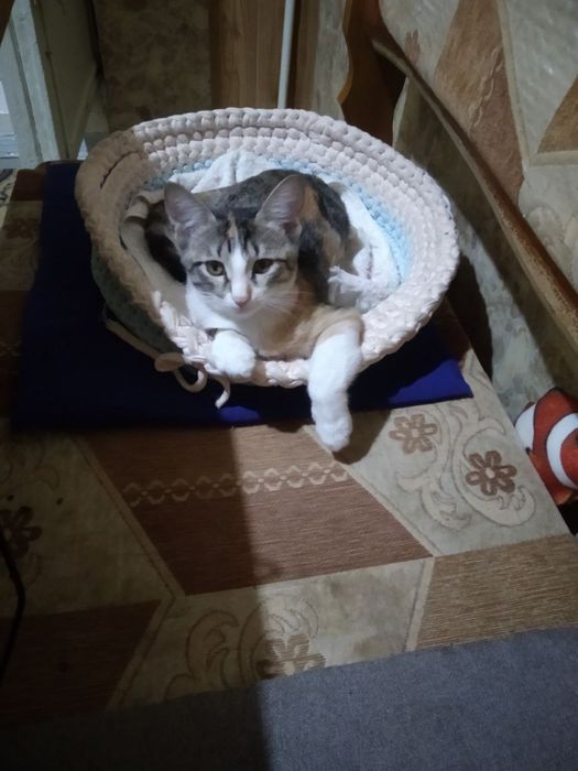 Отдаются котята в семью любящую