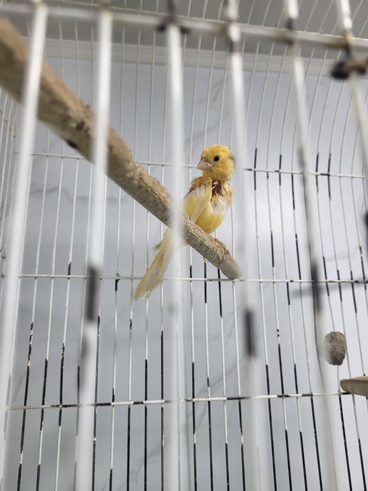 Молодой поющий кенар