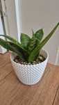 Planta mini crestere lenta