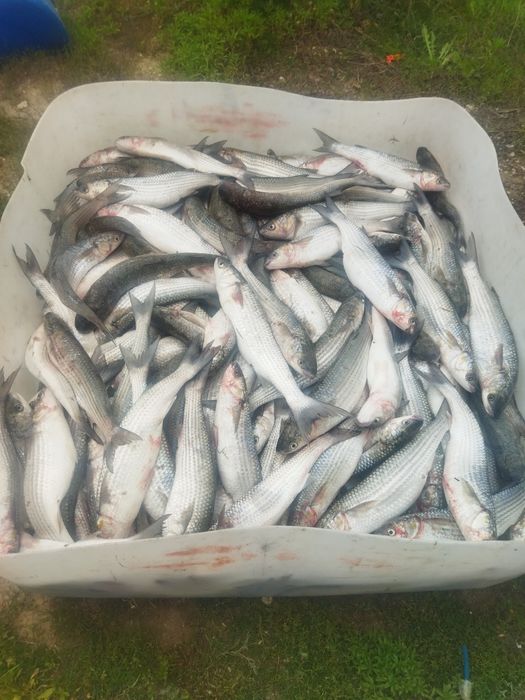 Балгын Кефаль свежий