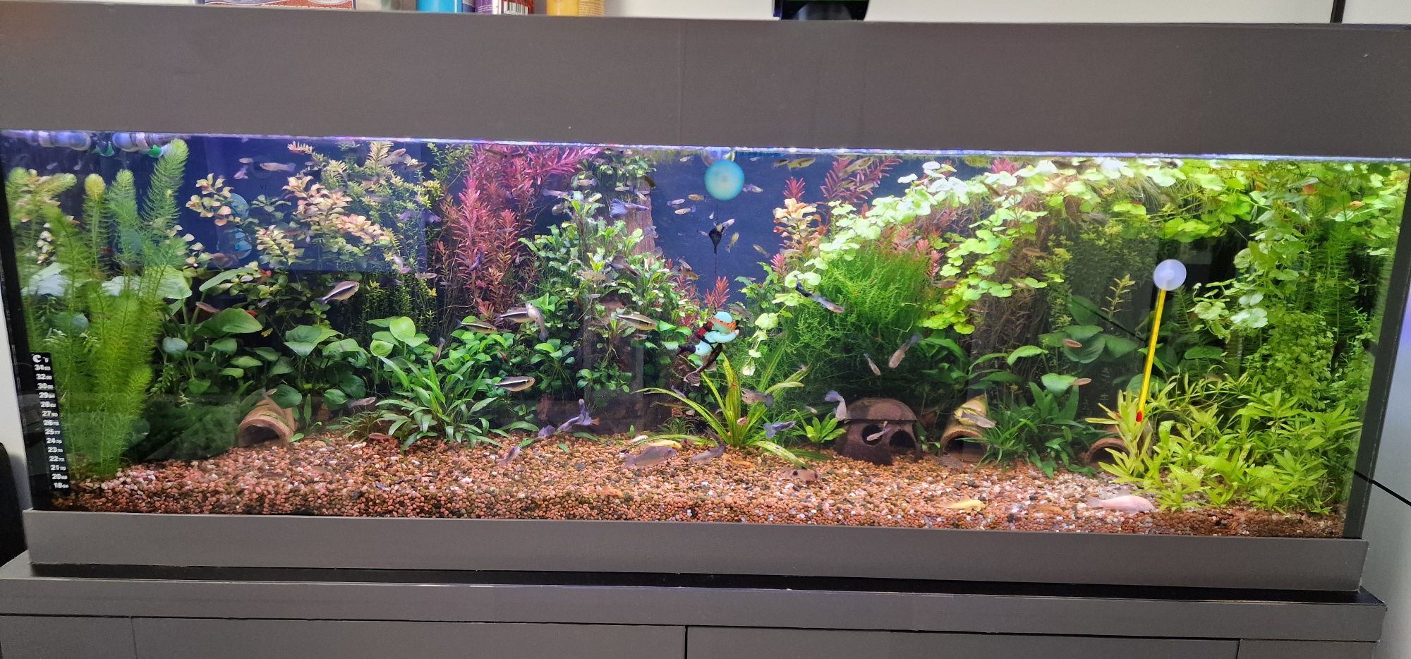 Vând acvariu complet 200 litri
