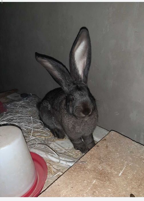 Flandr quyon bolalari sotiladi