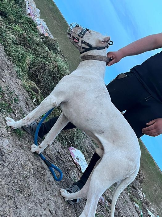 Vand mascul dog argentinian