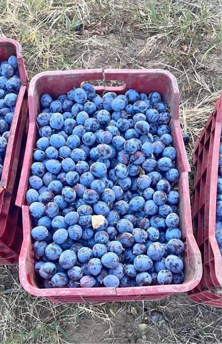 Vand prune pentru tuica