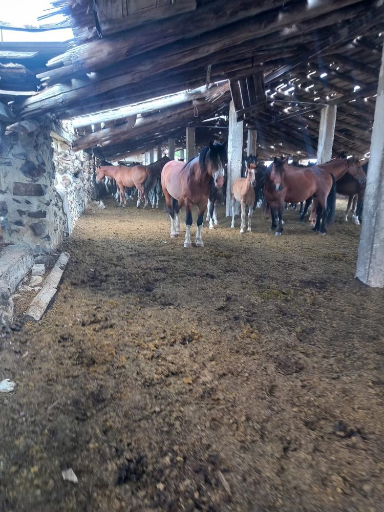 Продам жеребца! Владимирский тяжеловоз