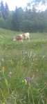 Jurinca Baltata Borsa Maramures