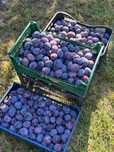Prune diverse soiuri