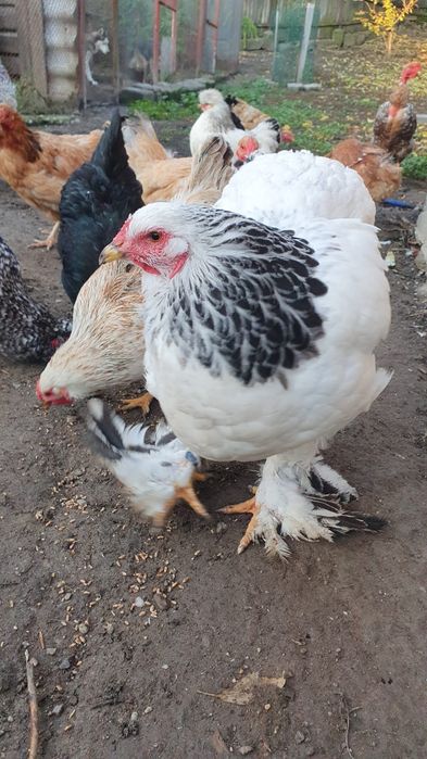 Gaina brahma alb herminat deschis.