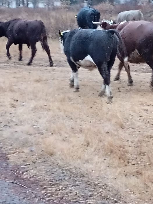 Продам троих бычков подсосных (6 месяцев)