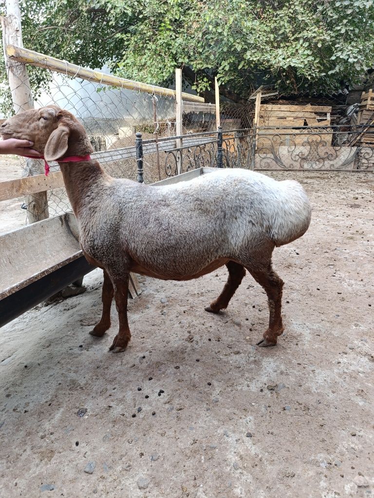 Boguz qoylar sotiladi