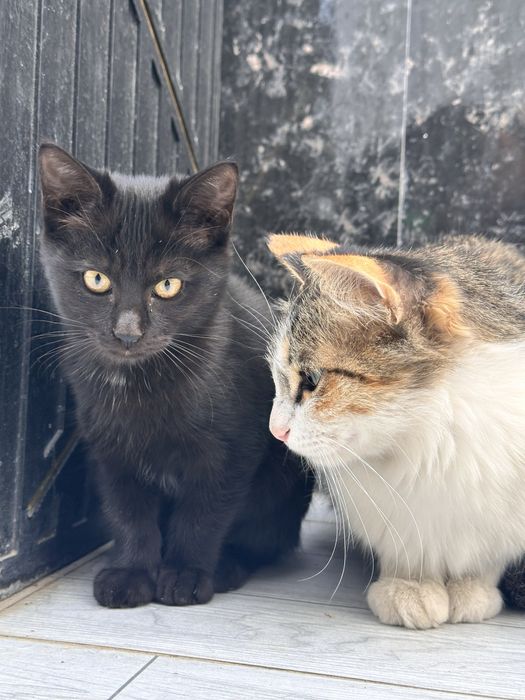 Отдам в добрые ручки домашних чистеньких котят