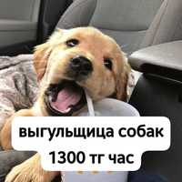 выгцльщица собак