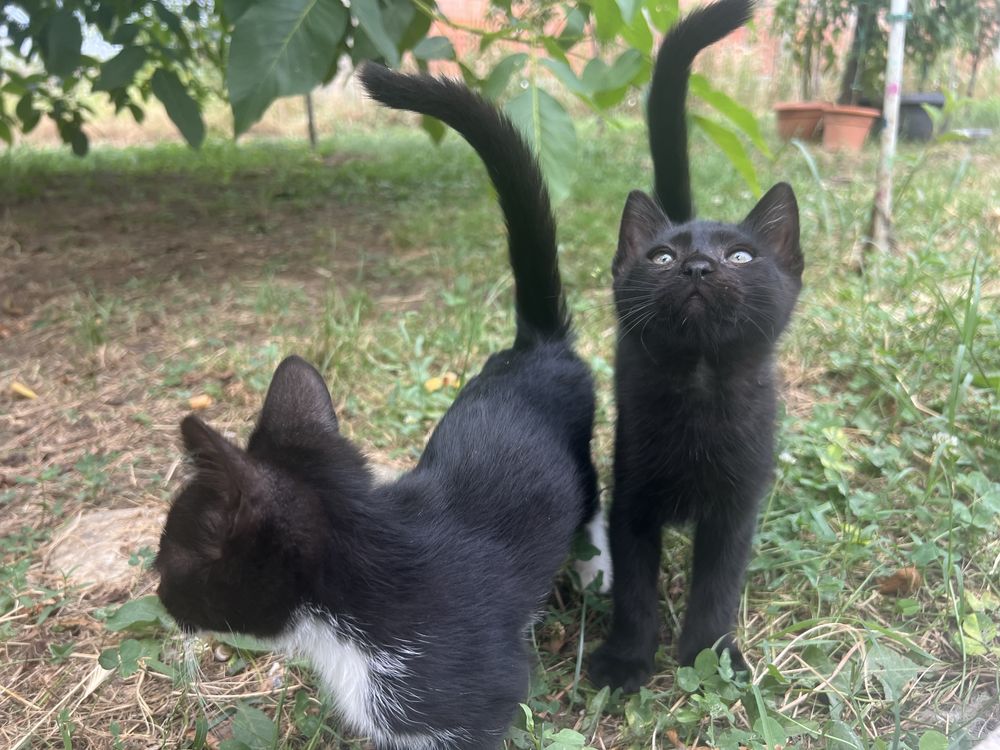 Donez pisoi - 3 luni (2 motani, 1 pisica)
