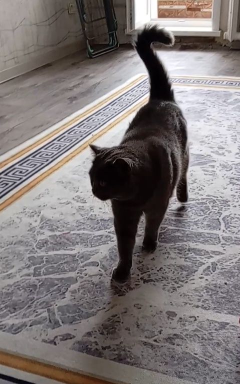Кот британский, 5 лет