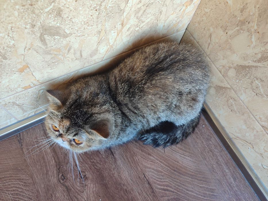 Женски екзотични котки на 4,5 години 2,5 години и на 4 месеца.