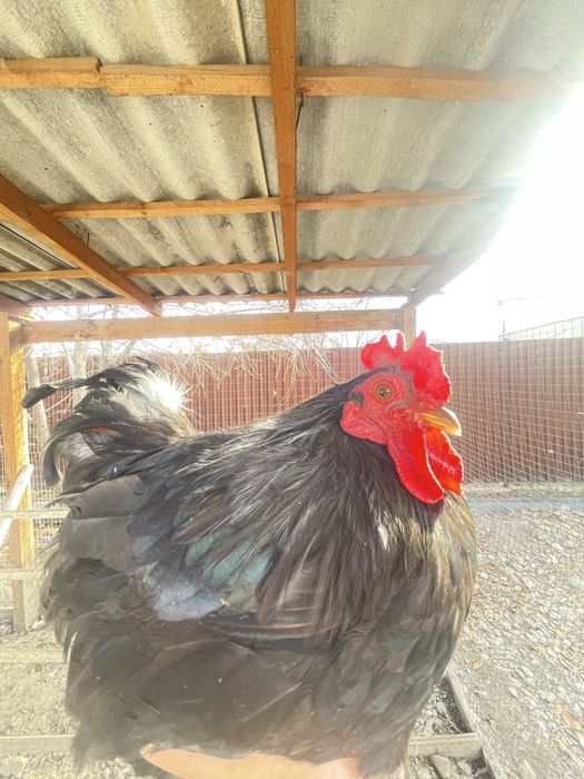 Карликовый петух