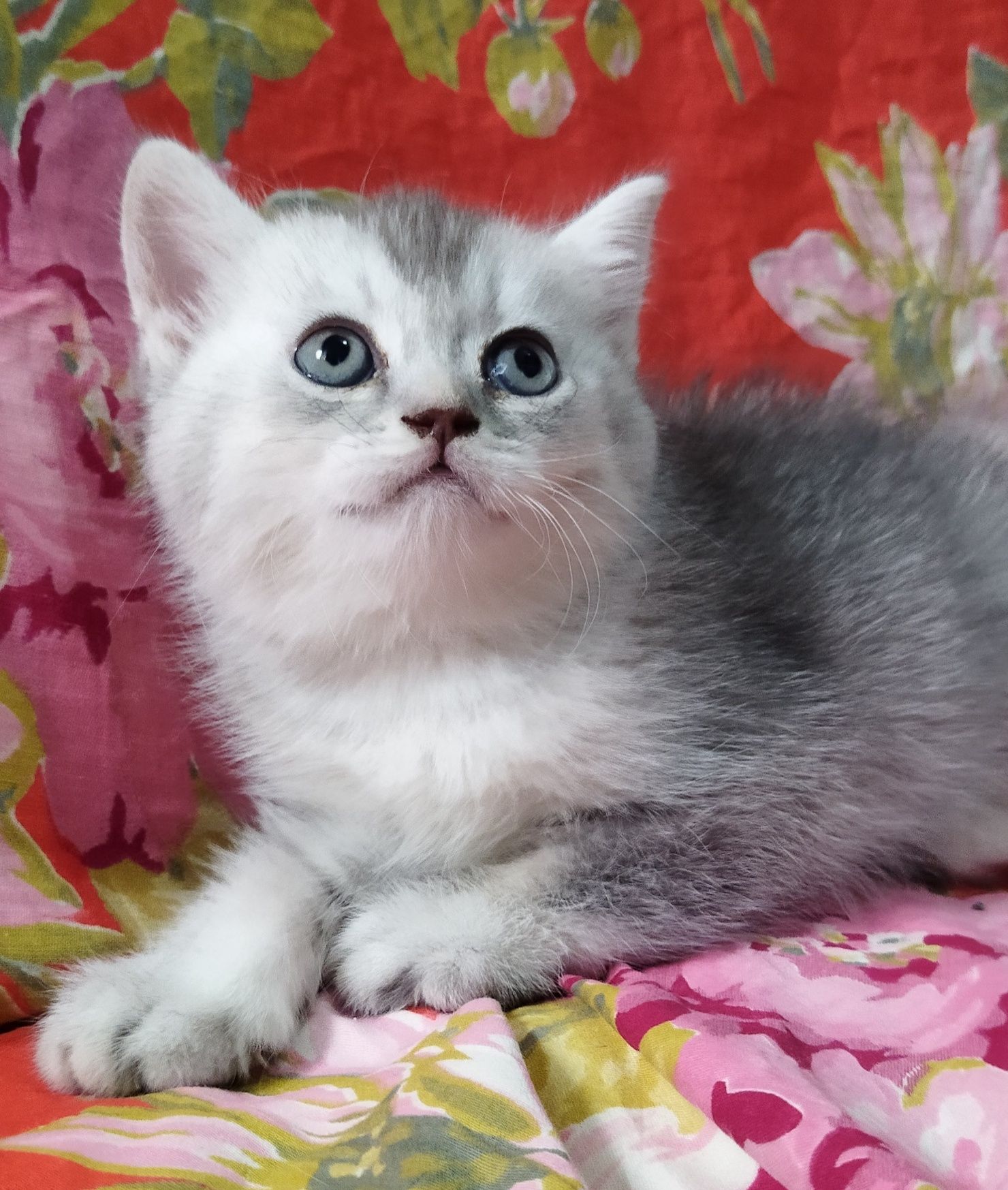 Шиншилла серебро классический