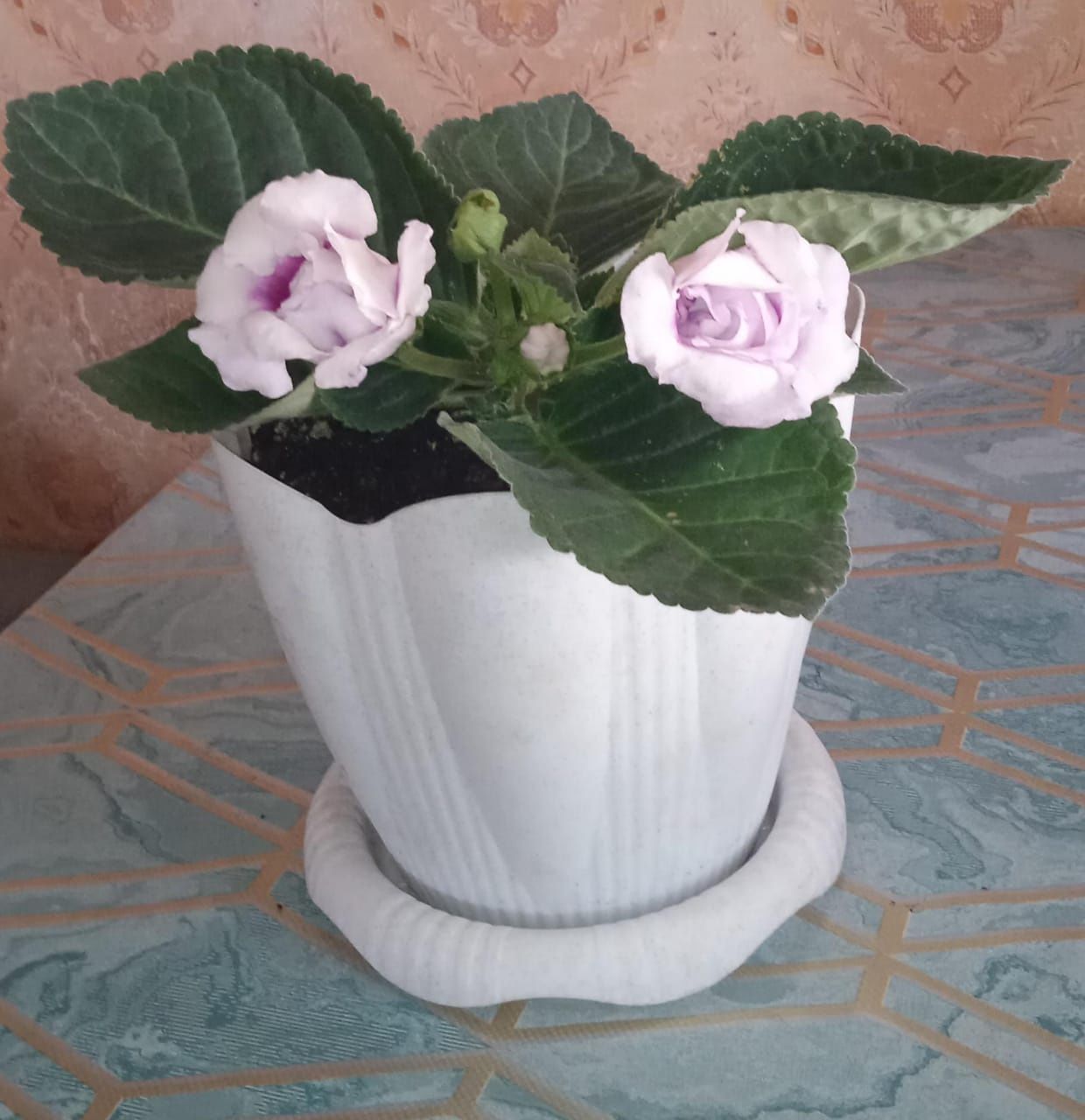 Продам глоксинию