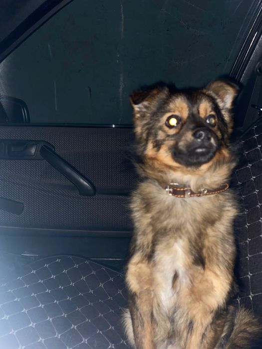 Потерялась собачка