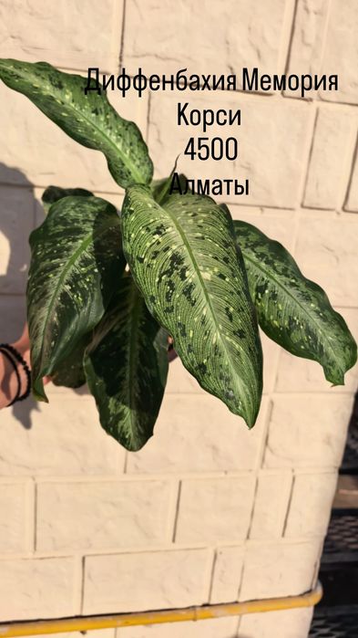 Комнатные растения