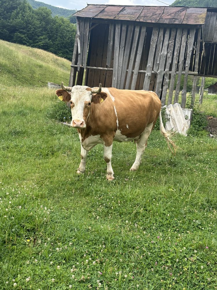 Vand vaca baltata romaneasca